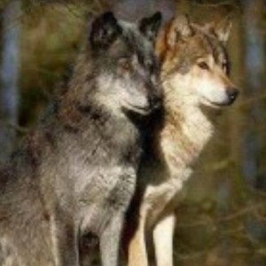 Les jeunes loups