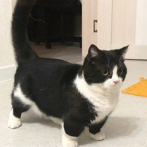 Potassio Gatto Gang