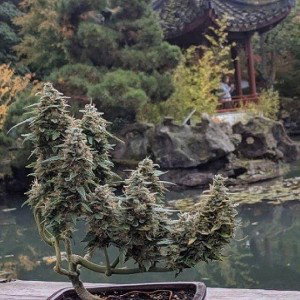 Air with THC