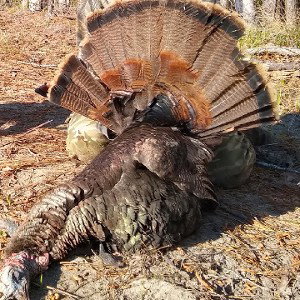 Turkeyfam