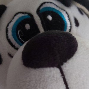 Dogs kolo 