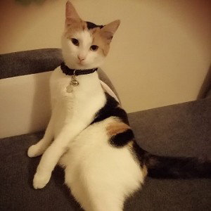 Cat cat