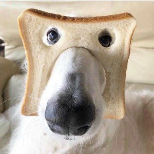 Bread dawg 