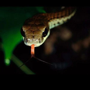 Snake bites