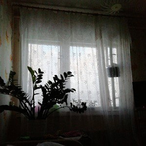 Куст Фикуса у окна 