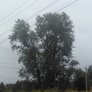 Злые ангелы