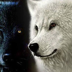 Los lobos solitarios 