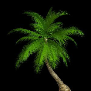 PalmSquad