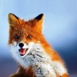 Bad fox