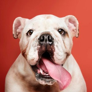 RussianBulldogs