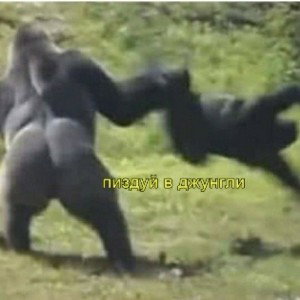 GamumaGangpiupro
