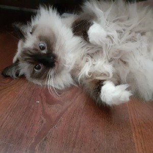 Коты любят агушу