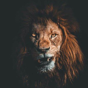 Born Rider$ Production$