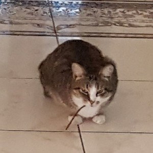 НОГИ ЩЕКОТНО
