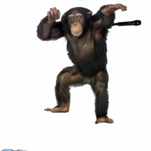 Monkey boys