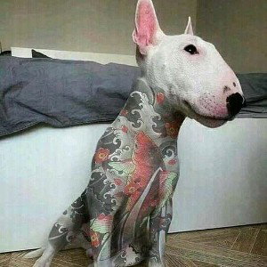 Coletivo Cachorro Loko