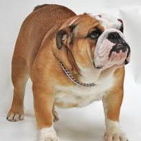 Bulldogs gang