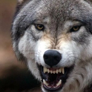 War wolfs