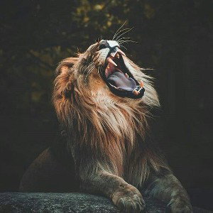 ALPHA LION PRODUCTION STUDIO