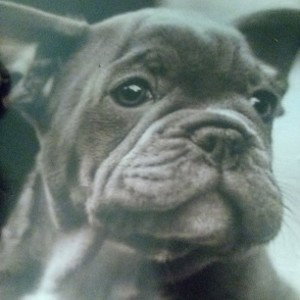 Barking up the wrong tree