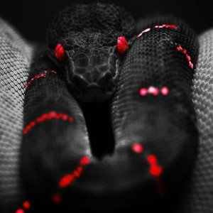black snakes