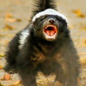 Bad Ass Badgers