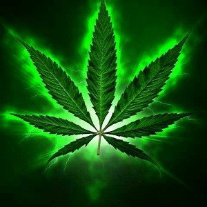 Dangerous Weed Bitches 