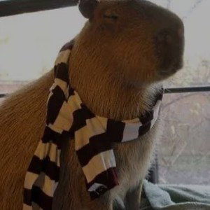 Capybara