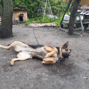 Топи