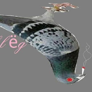 Голубь лёг 