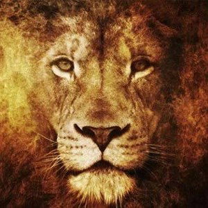 > LION <