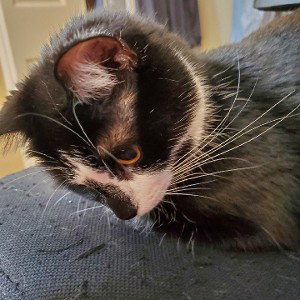 Finding My Way To Kitty