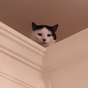 BOBUX