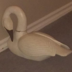blackoutboy sitting duck!