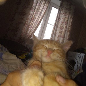 Крутой рыжий кот