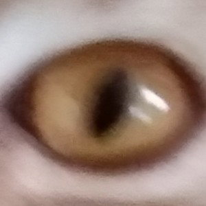Ak