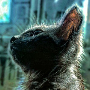 King Of The Dead