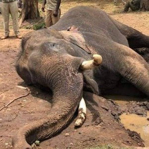 RIP 🐘 