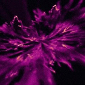 Tiger weed - Track 06