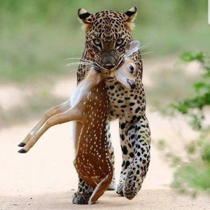 CHIMBABY -WELCOME TO THE JUNGLE 🔥🔥