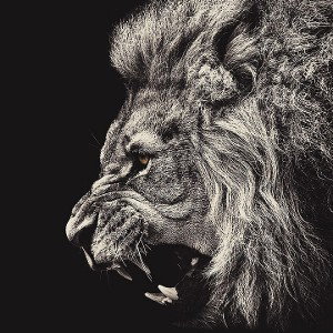 animal