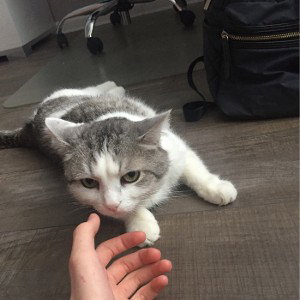Кот