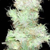 Purple Flight Lift Off