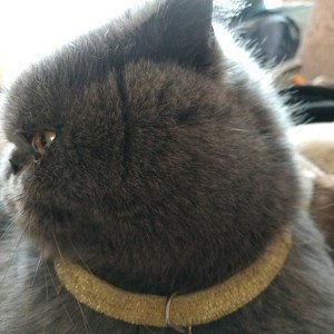 король