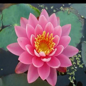 lotus