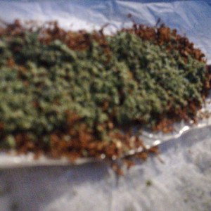 Ganja x GzLd36