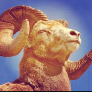 oju___A goat