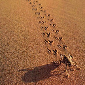Walking Through The Desert