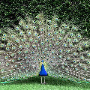 I'm a peacock 