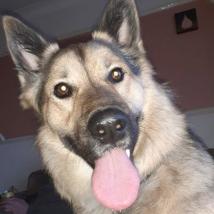 k9 